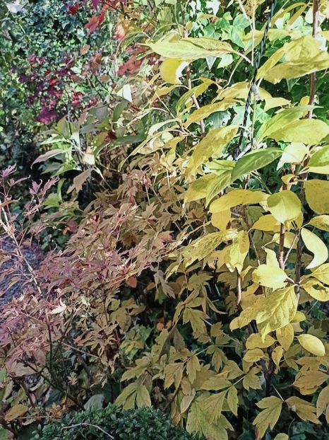  - Grădina 2025 continuare 5