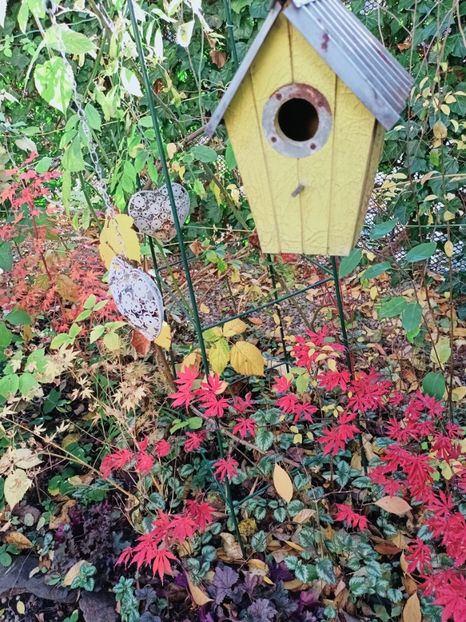  - Grădina 2025 continuare 5