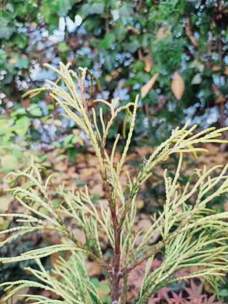  - Grădina 2025 continuare 5