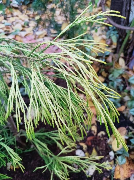  - Grădina 2025 continuare 5