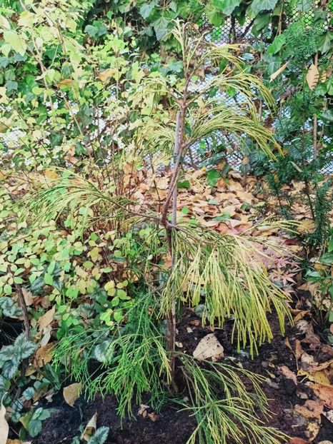  - Grădina 2025 continuare 5