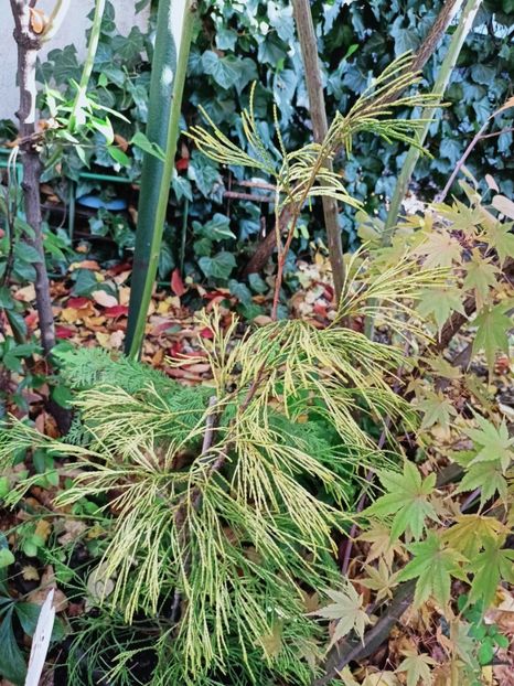  - Grădina 2025 continuare 5