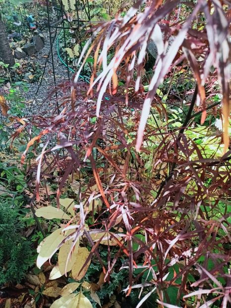  - Grădina 2025 continuare 5