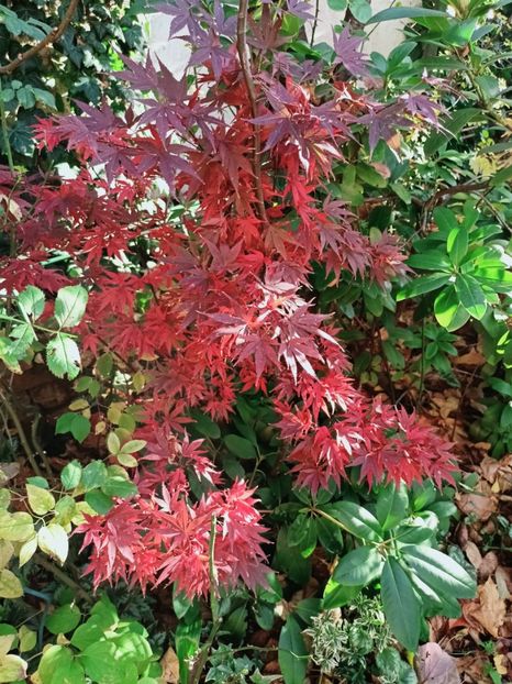  - Grădina 2025 continuare 5