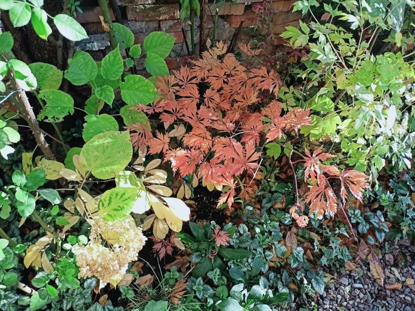  - Grădina 2025 continuare 5