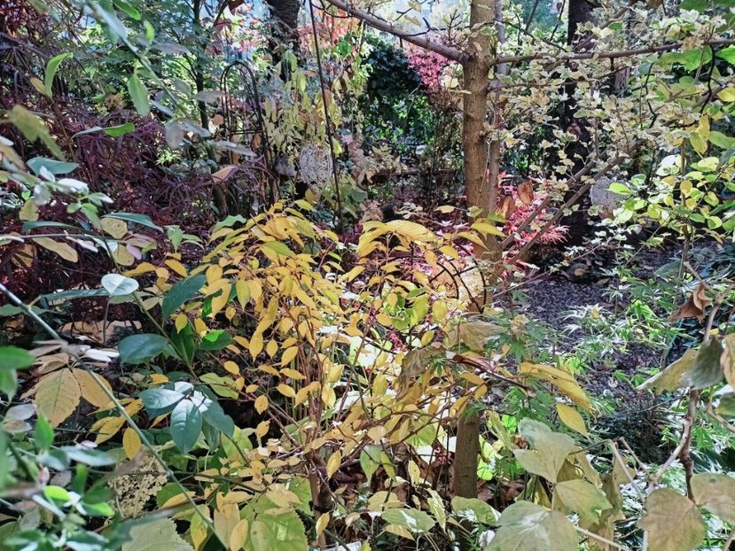  - Grădina 2025 continuare 5