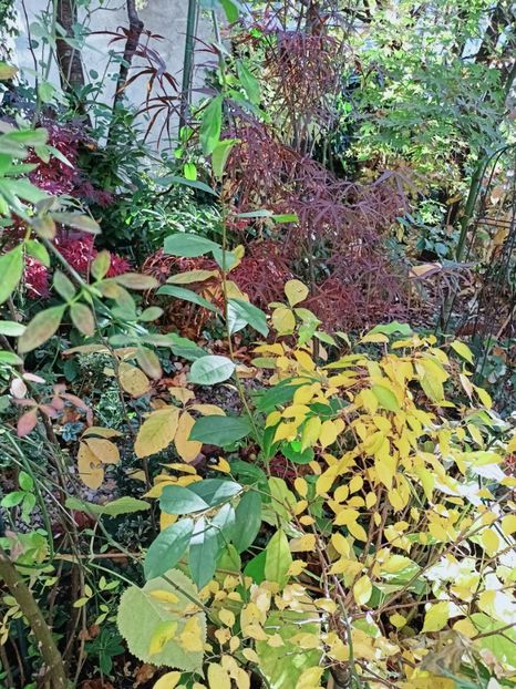  - Grădina 2025 continuare 5