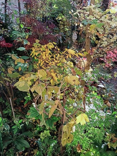  - Grădina 2025 continuare 5