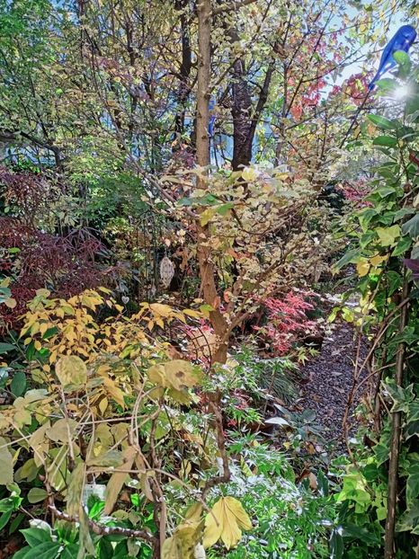  - Grădina 2025 continuare 5