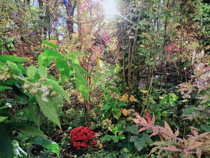  - Grădina 2025 continuare 5