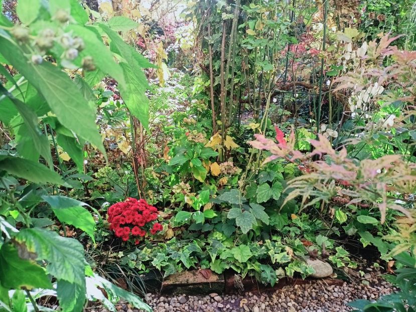  - Grădina 2025 continuare 5