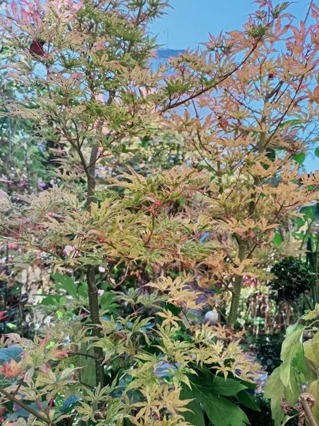  - Grădina 2025 continuare 5