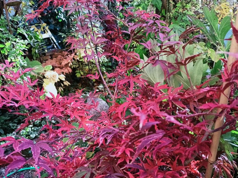  - Grădina 2025 continuare 5