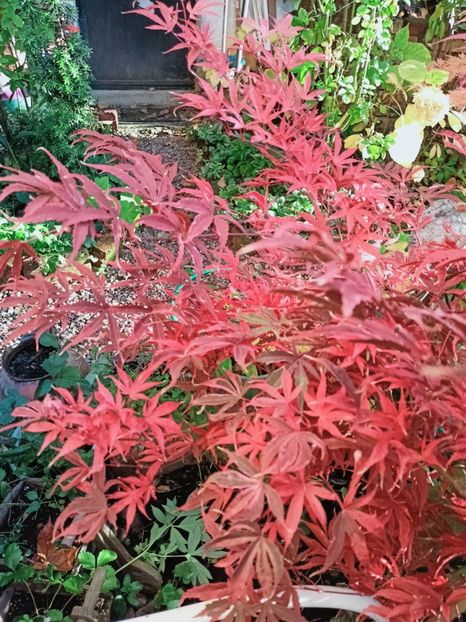  - Grădina 2025 continuare 5