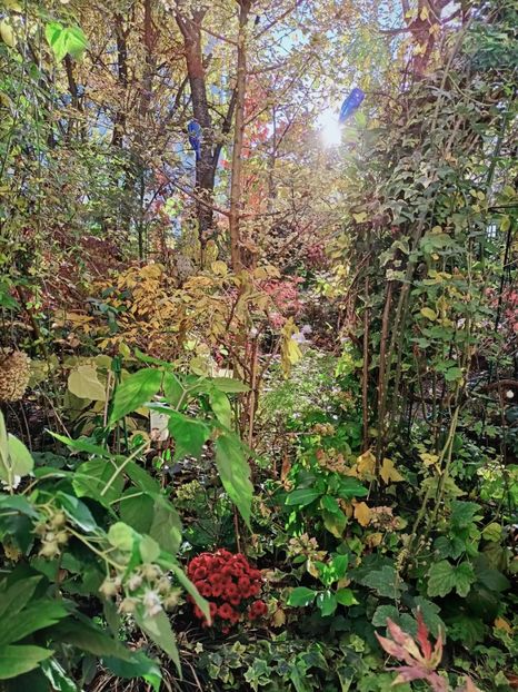  - Grădina 2025 continuare 5