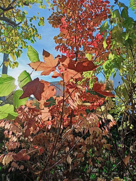  - Grădina 2025 continuare 5