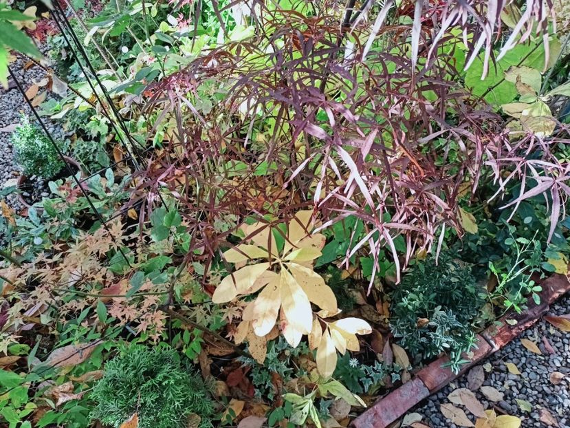  - Grădina 2025 continuare 5