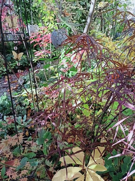  - Grădina 2025 continuare 5