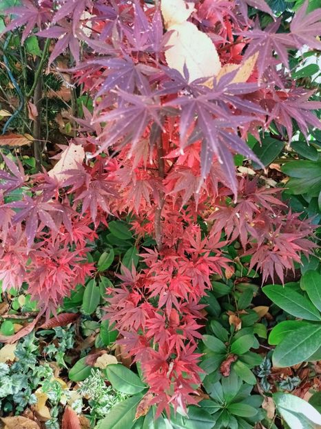  - Grădina 2025 continuare 5