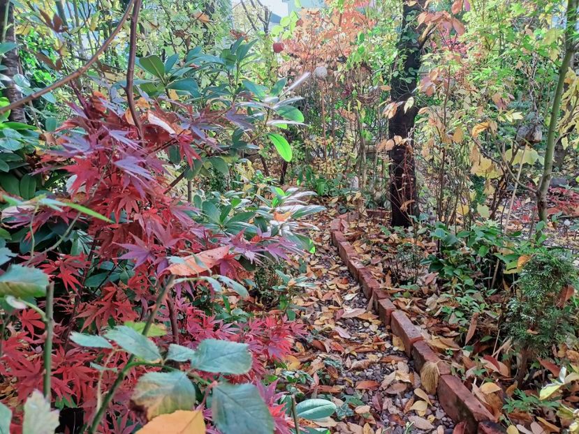  - Grădina 2025 continuare 5