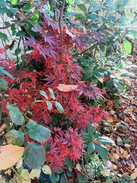  - Grădina 2025 continuare 5