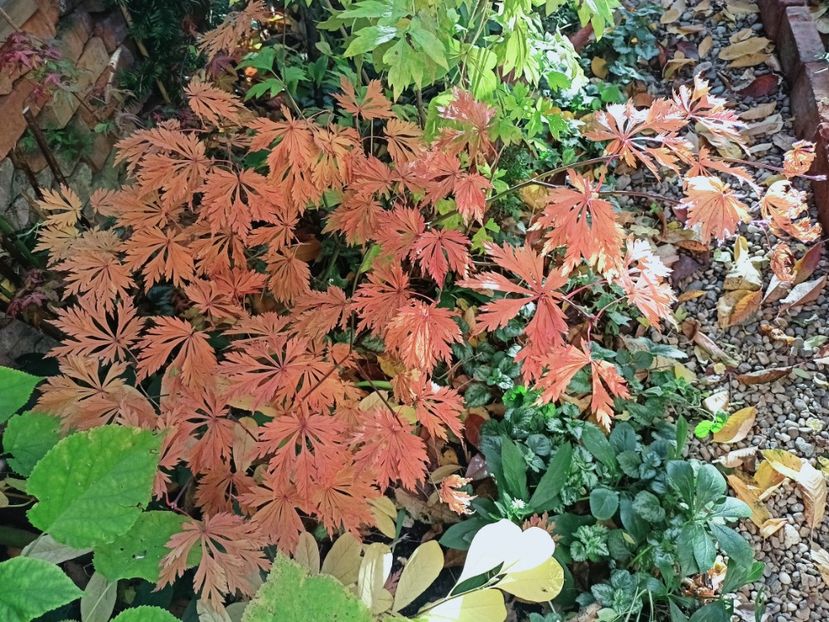  - Grădina 2025 continuare 5