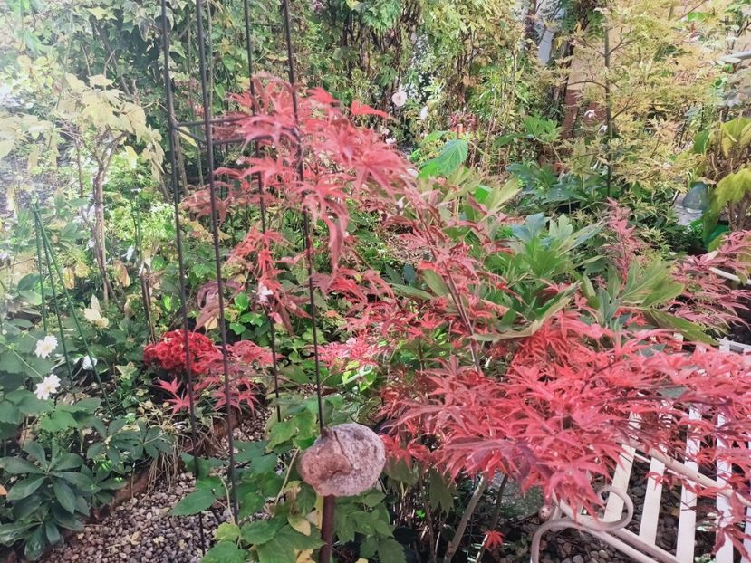  - Grădina 2025 continuare 5