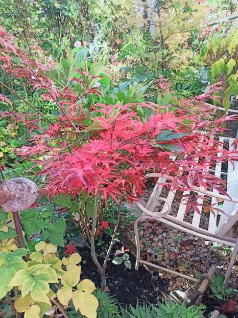  - Grădina 2025 continuare 5