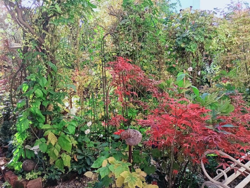  - Grădina 2025 continuare 5