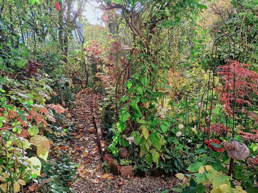  - Grădina 2025 continuare 5