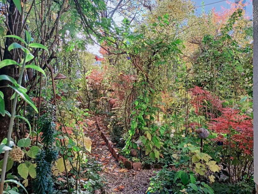  - Grădina 2025 continuare 5