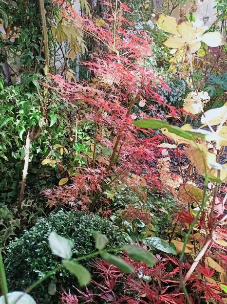  - Grădina 2025 continuare 5