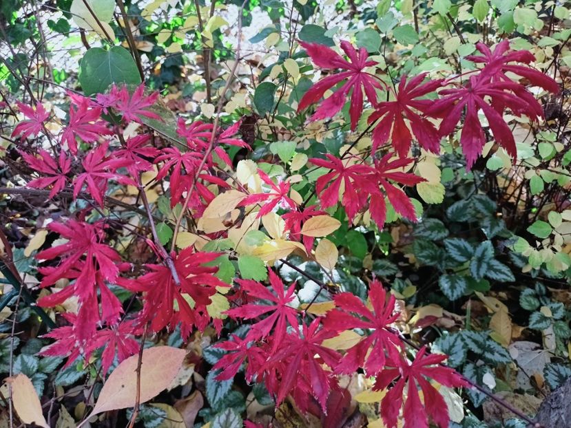  - Grădina 2025 continuare 5