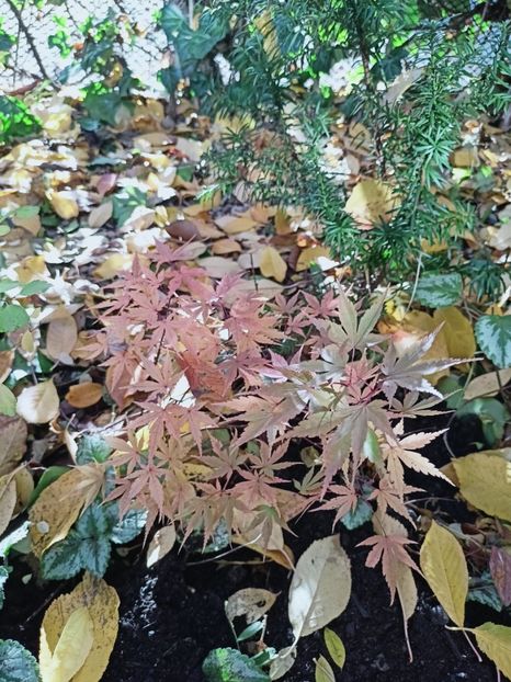  - Grădina 2025 continuare 5