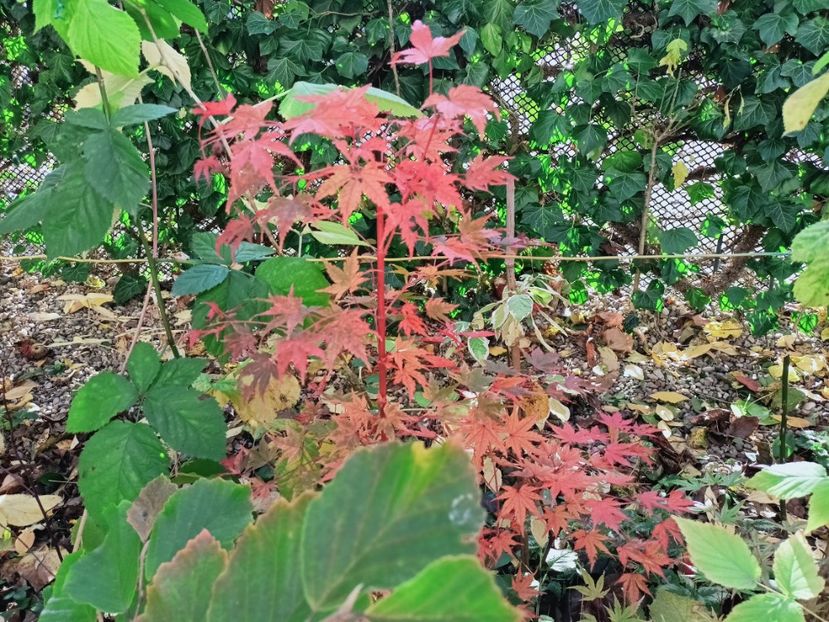  - Grădina 2025 continuare 5