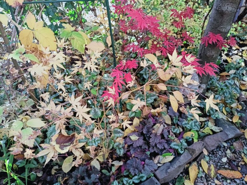  - Grădina 2025 continuare 5