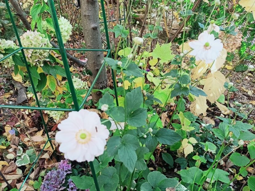  - Grădina 2025 continuare 5