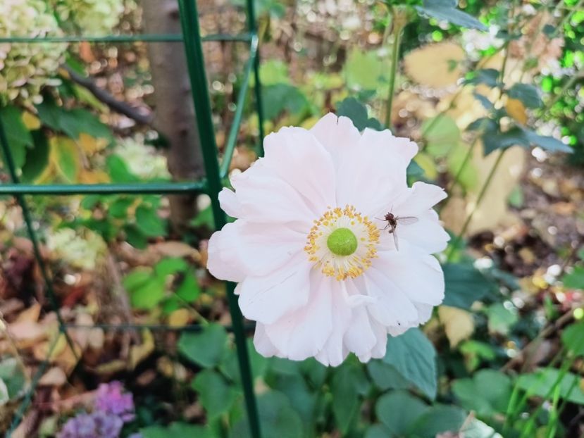  - Grădina 2025 continuare 5