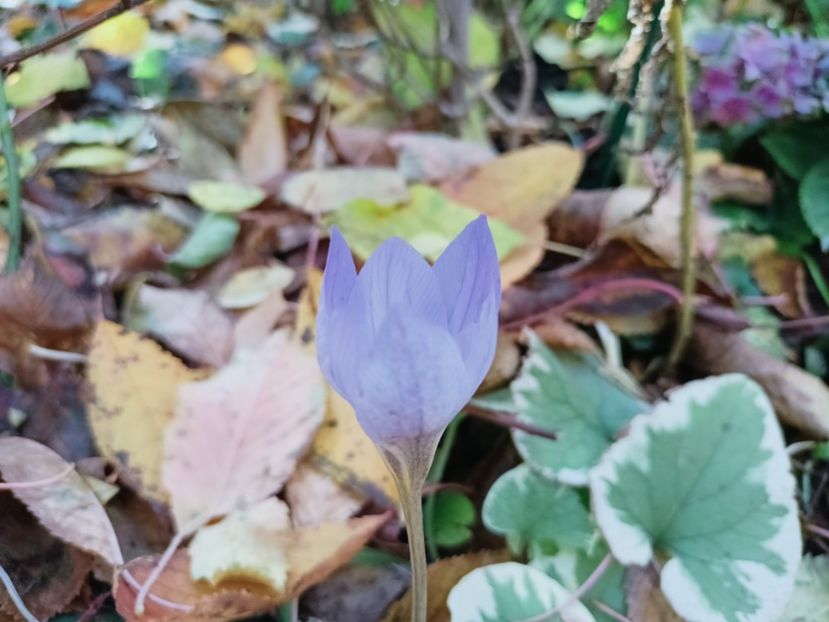  - Grădina 2025 continuare 5