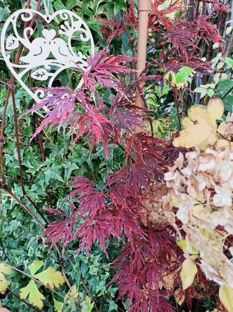  - Grădina 2025 continuare 5