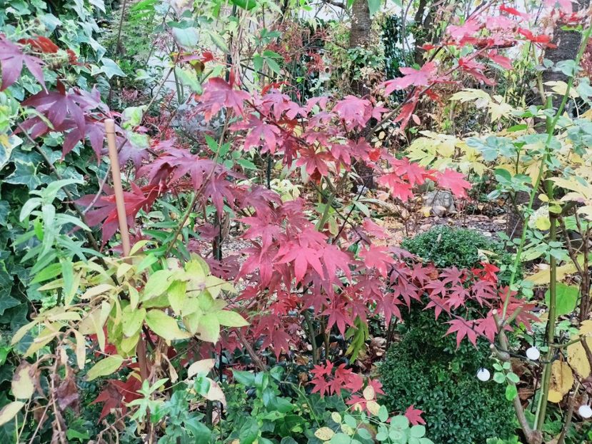  - Grădina 2025 continuare 5