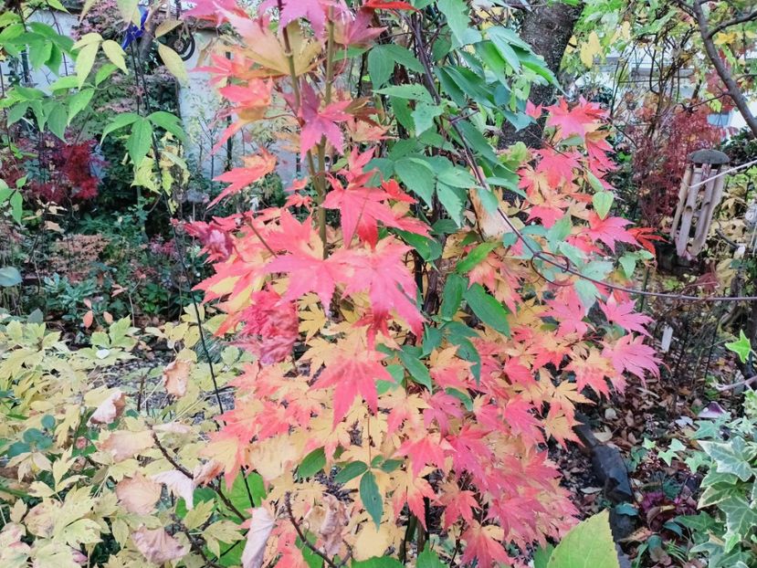  - Grădina 2025 continuare 5