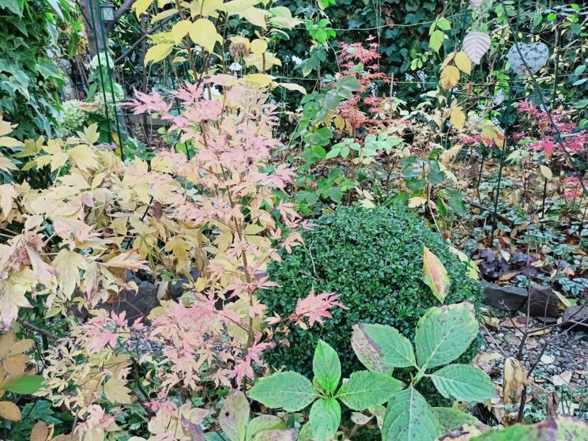  - Grădina 2025 continuare 5