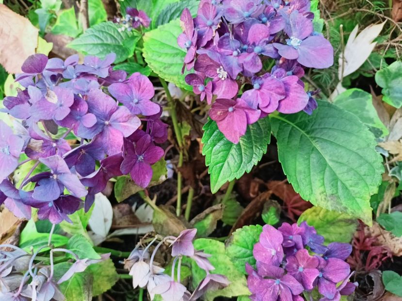  - Grădina 2025 continuare 5