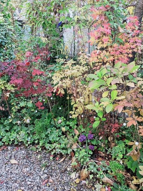  - Grădina 2025 continuare 5