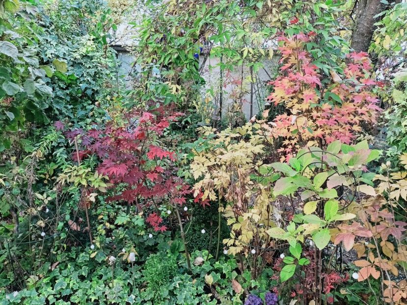  - Grădina 2025 continuare 5