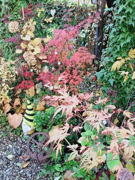  - Grădina 2025 continuare 5