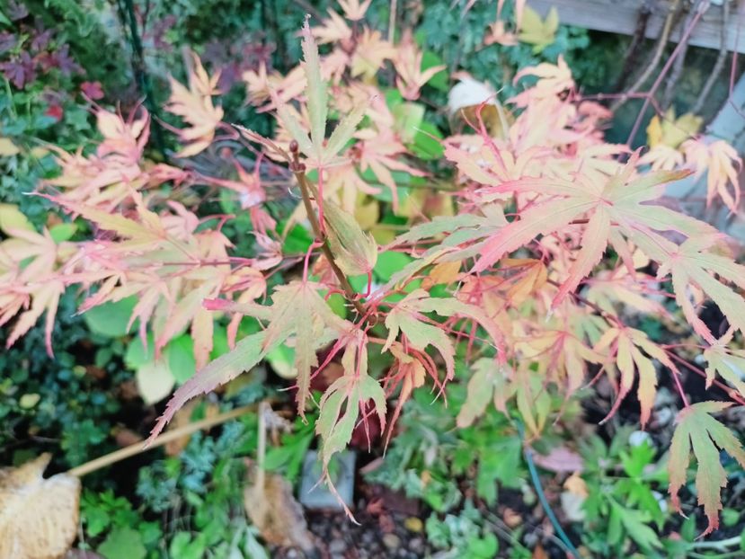  - Grădina 2025 continuare 5