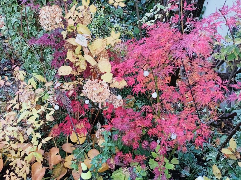  - Grădina 2025 continuare 5