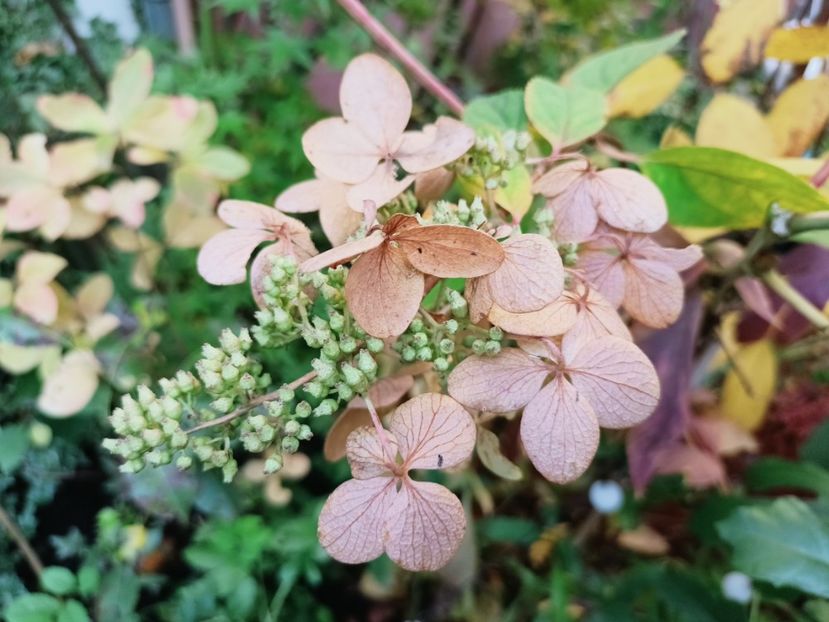  - Grădina 2025 continuare 5